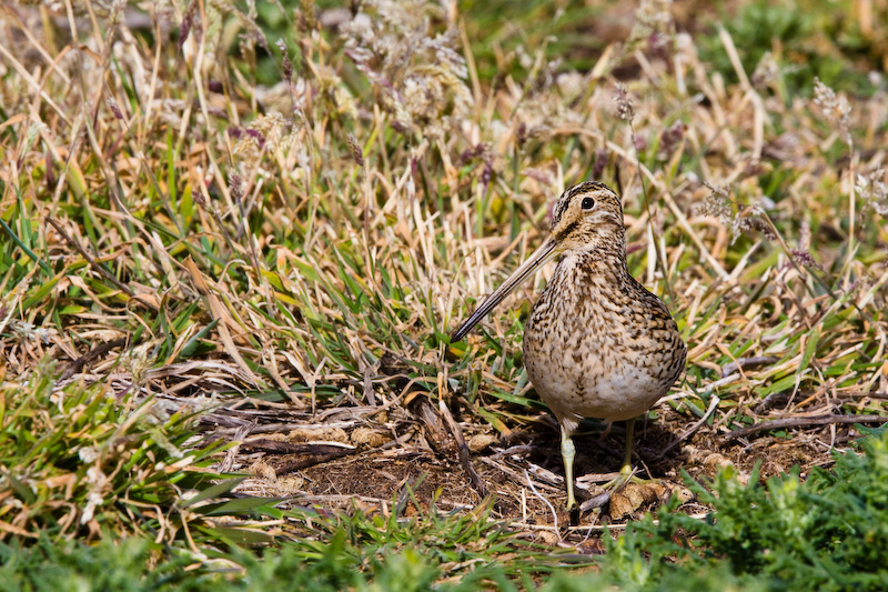 Magellanic Snipe